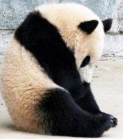 rolling-panda.gif